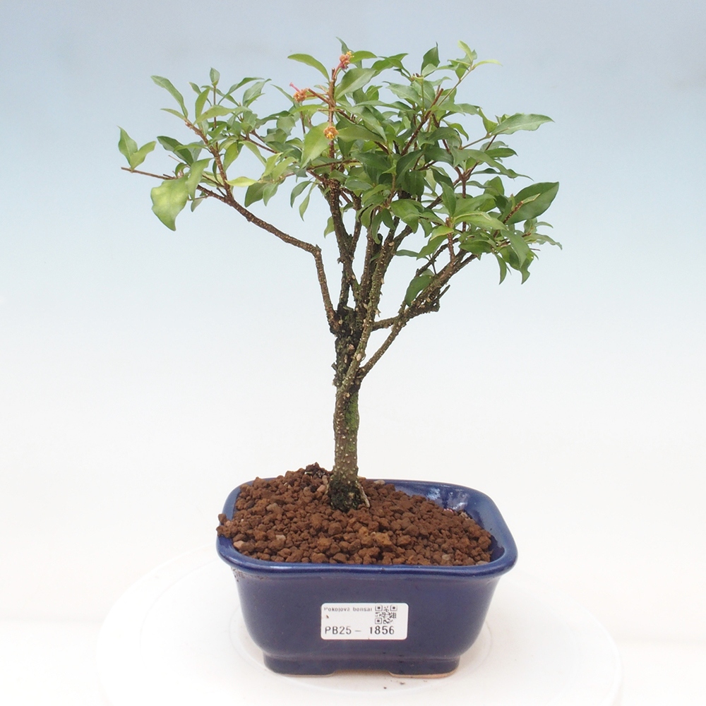 Pokojová bonsai - Malpighia coccigera- Barbdorská třešeň