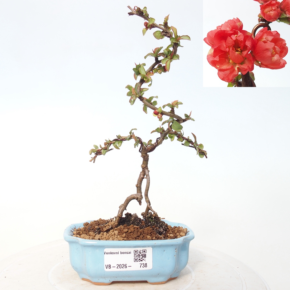 Venkovní bonsai - Chaneomeles s. Red Joy - Kdoulovec 