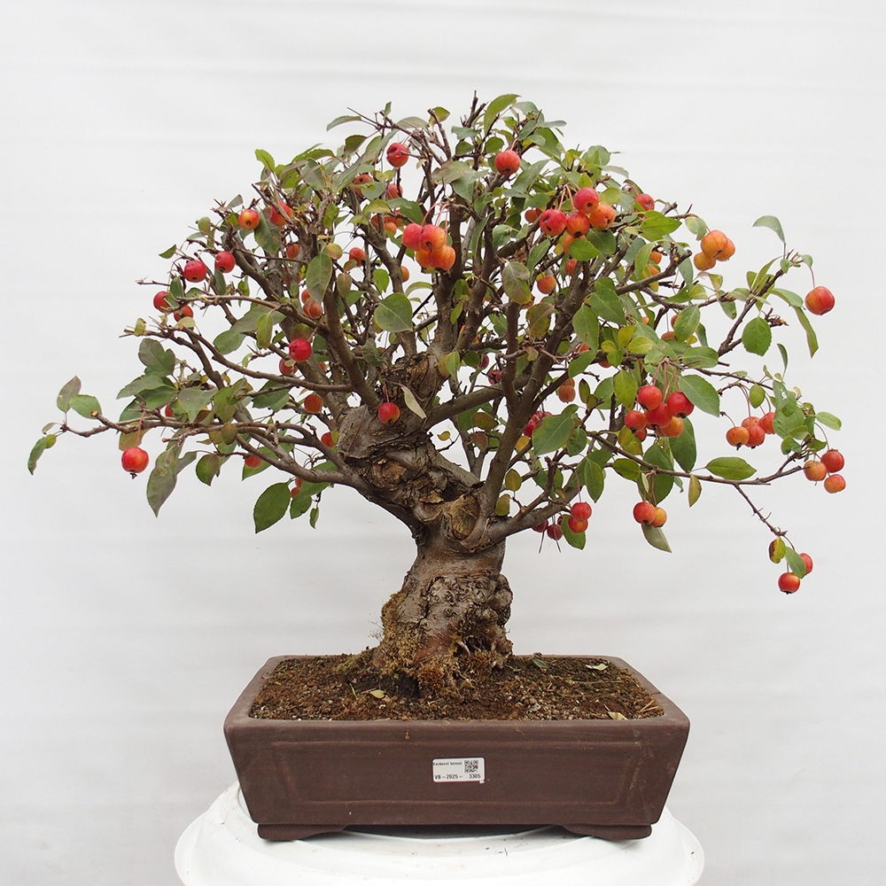Venkovní bonsai -Malus halliana - Maloplodá jabloň