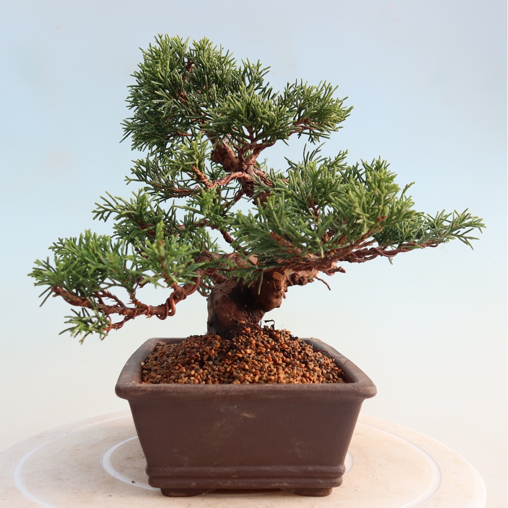 Venkovní bonsai - Juniperus chinensis Itoigawa -Jalovec čínský