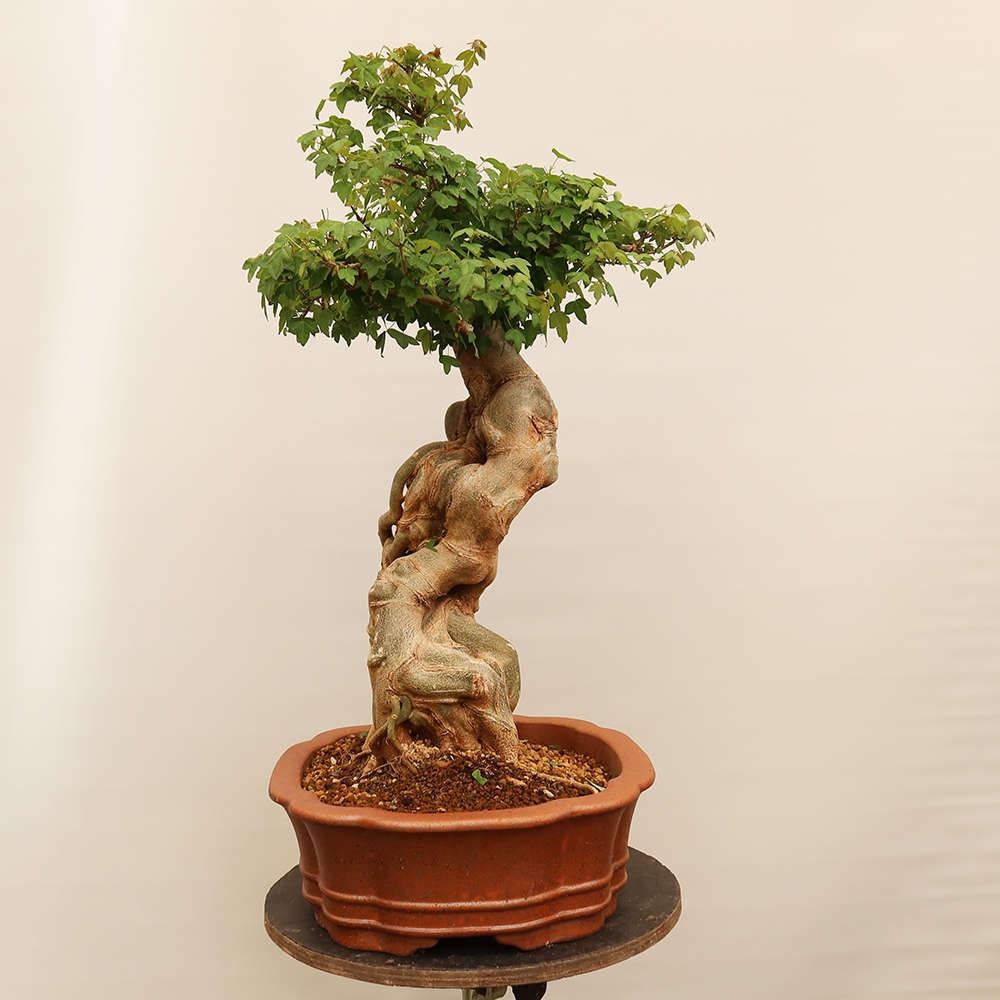 Venkovní bonsai - Javor Burgerův - Acer Burgerianum 