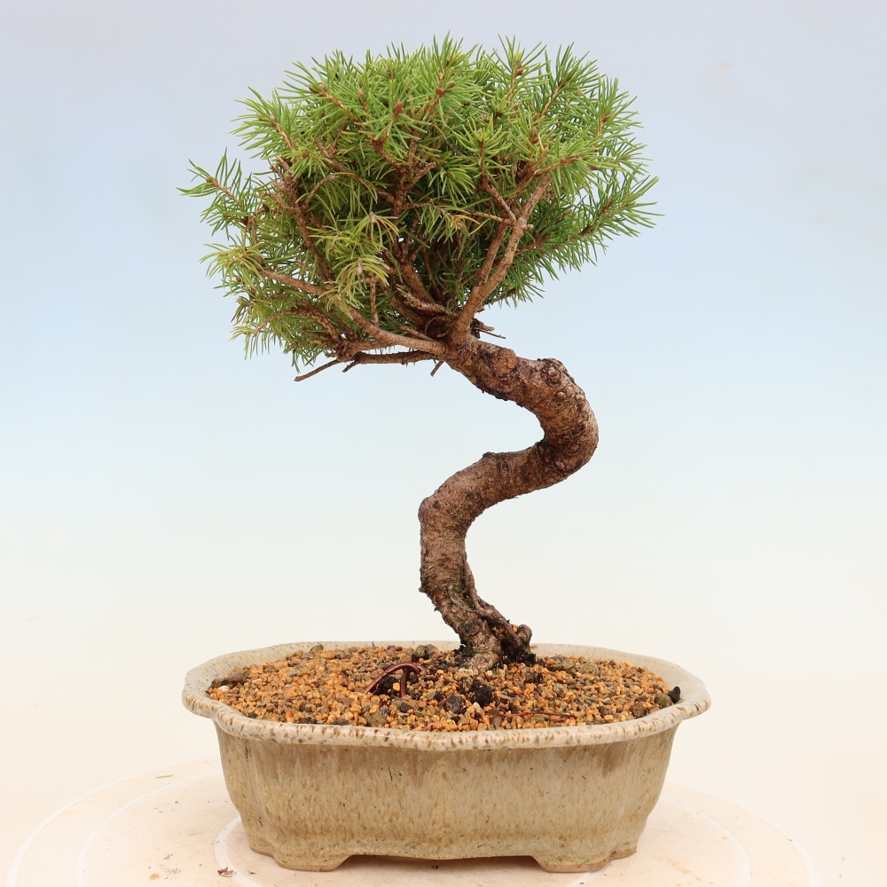 Venkovní bonsai- Smrk kulovitý - Picea glauca globe