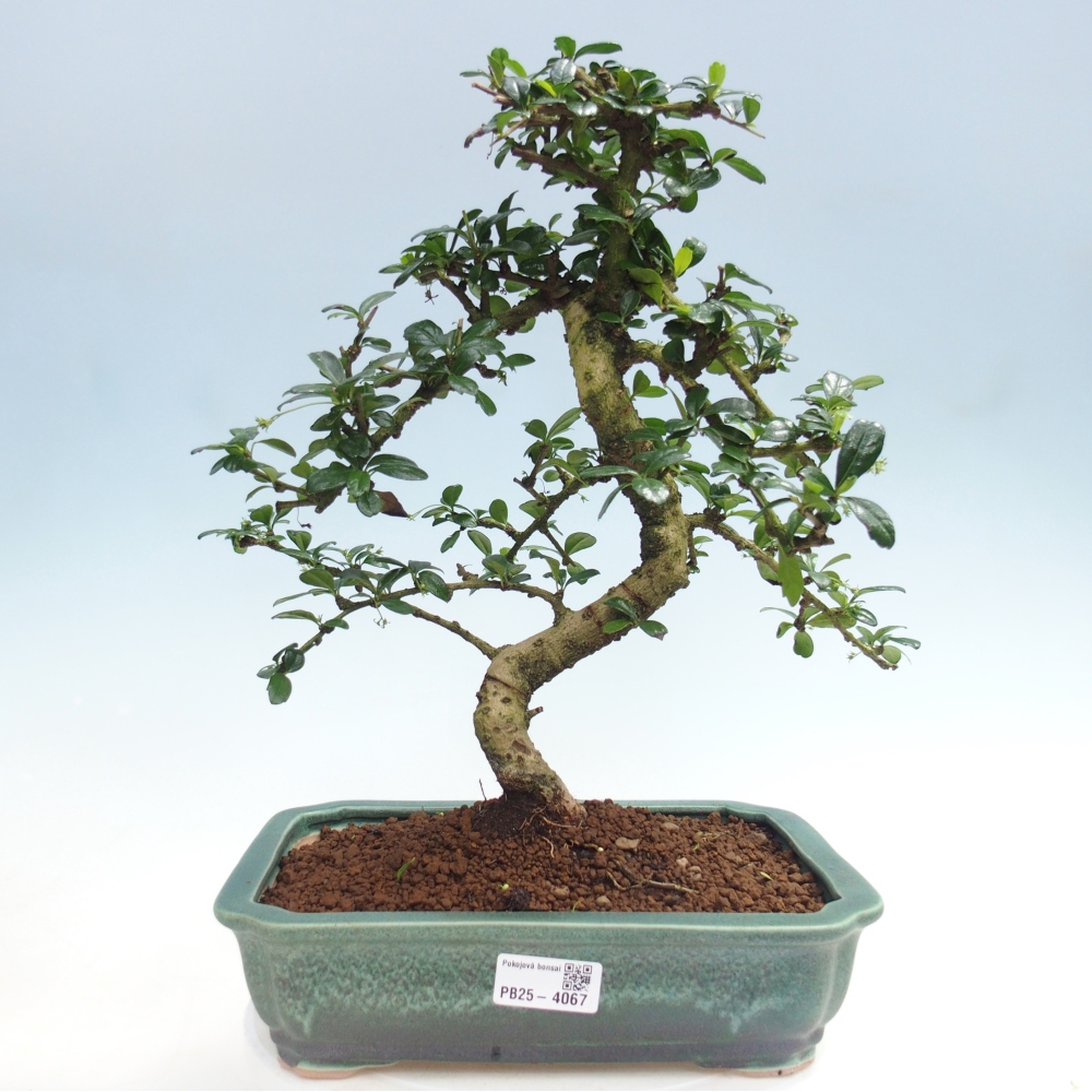 Pokojová bonsai - Carmona macrophylla - Čaj fuki