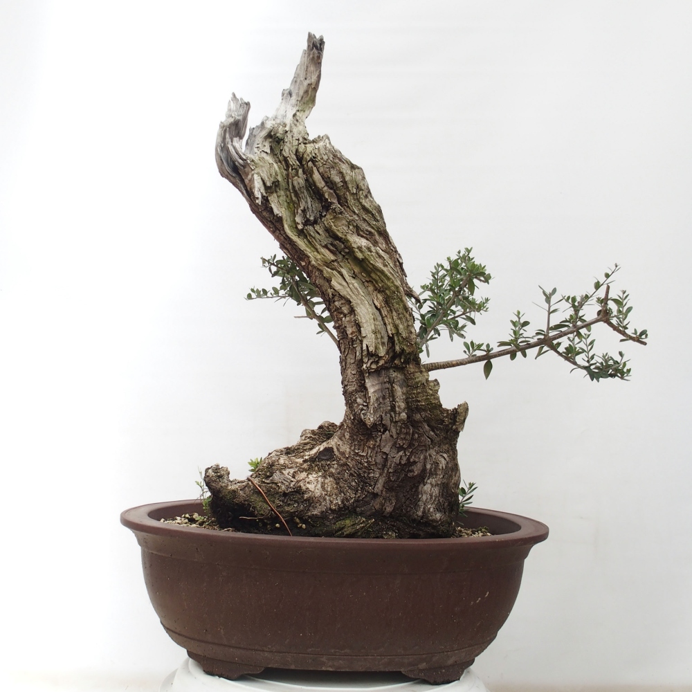 Pokojová bonsai - Olea europaea sylvestris -Oliva evropská drobnolistá