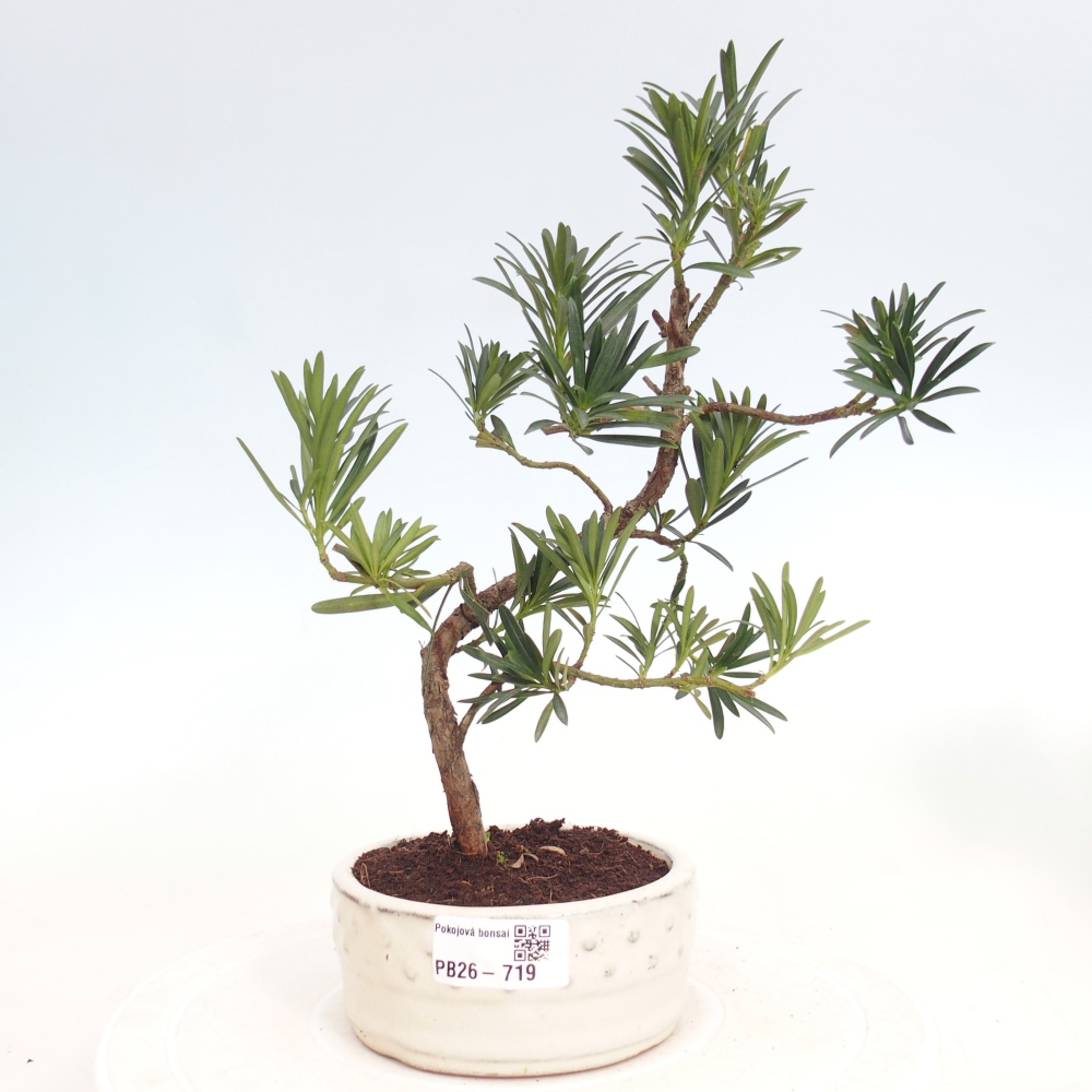Pokojová bonsai - Podocarpus - Kamenný tis
