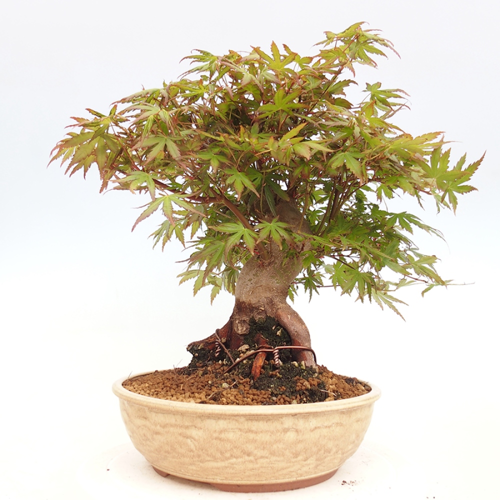 Venkovní bonsai - Acer palmatum  - Javor dlanitolistý