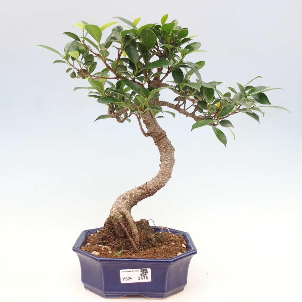 Pokojová bonsai - Ficus retusa -  malolistý fíkus