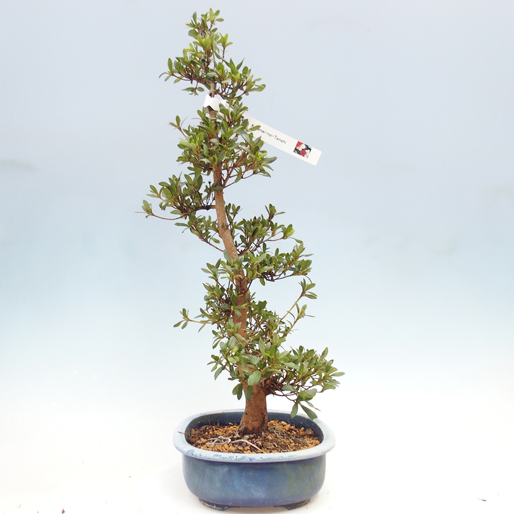 Venkovní bonsai - Japonská azalka - Azalea Karenai-no-tenshi