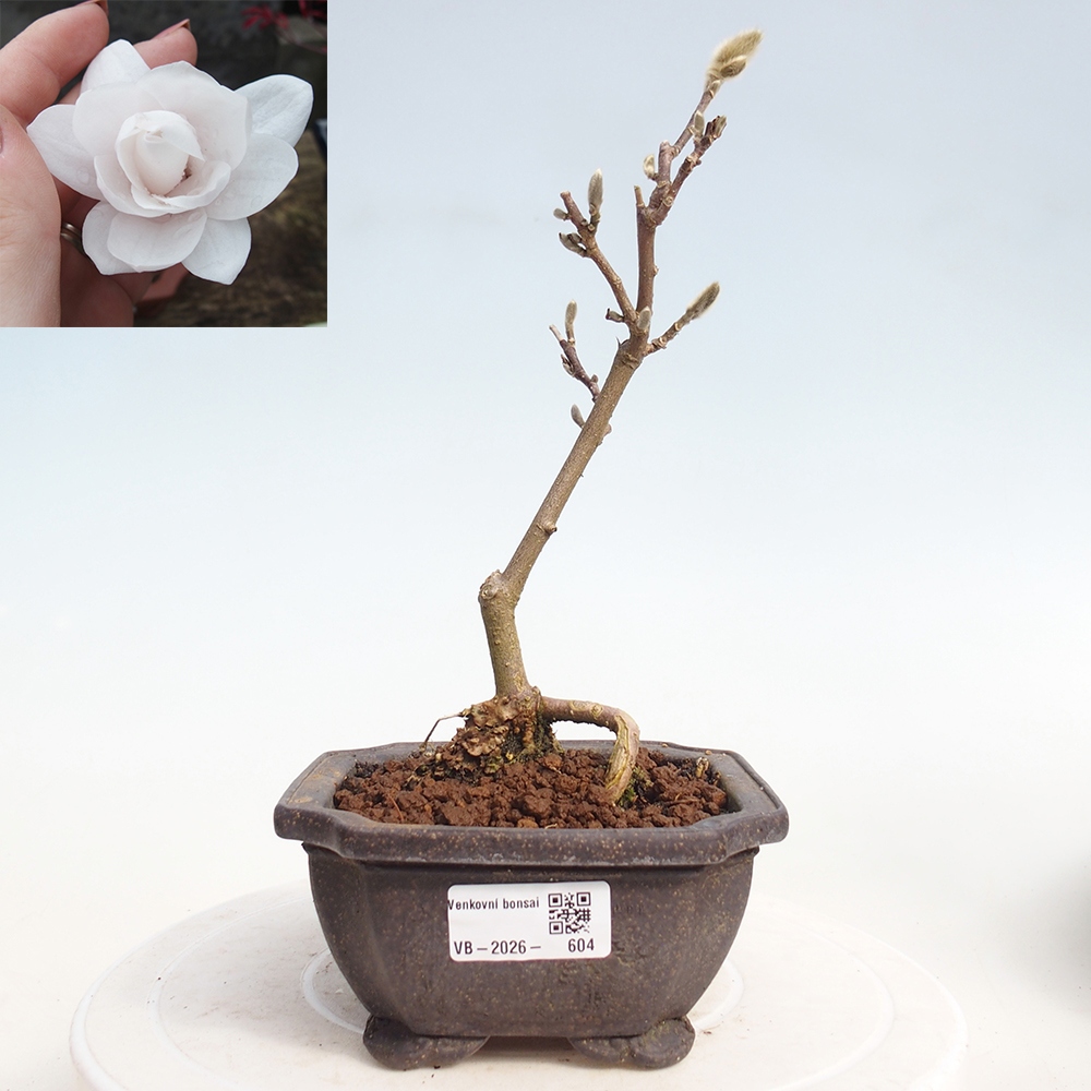 Venkovní bonsai - Magnolia stellata  -  Šácholán hvězdokvětý