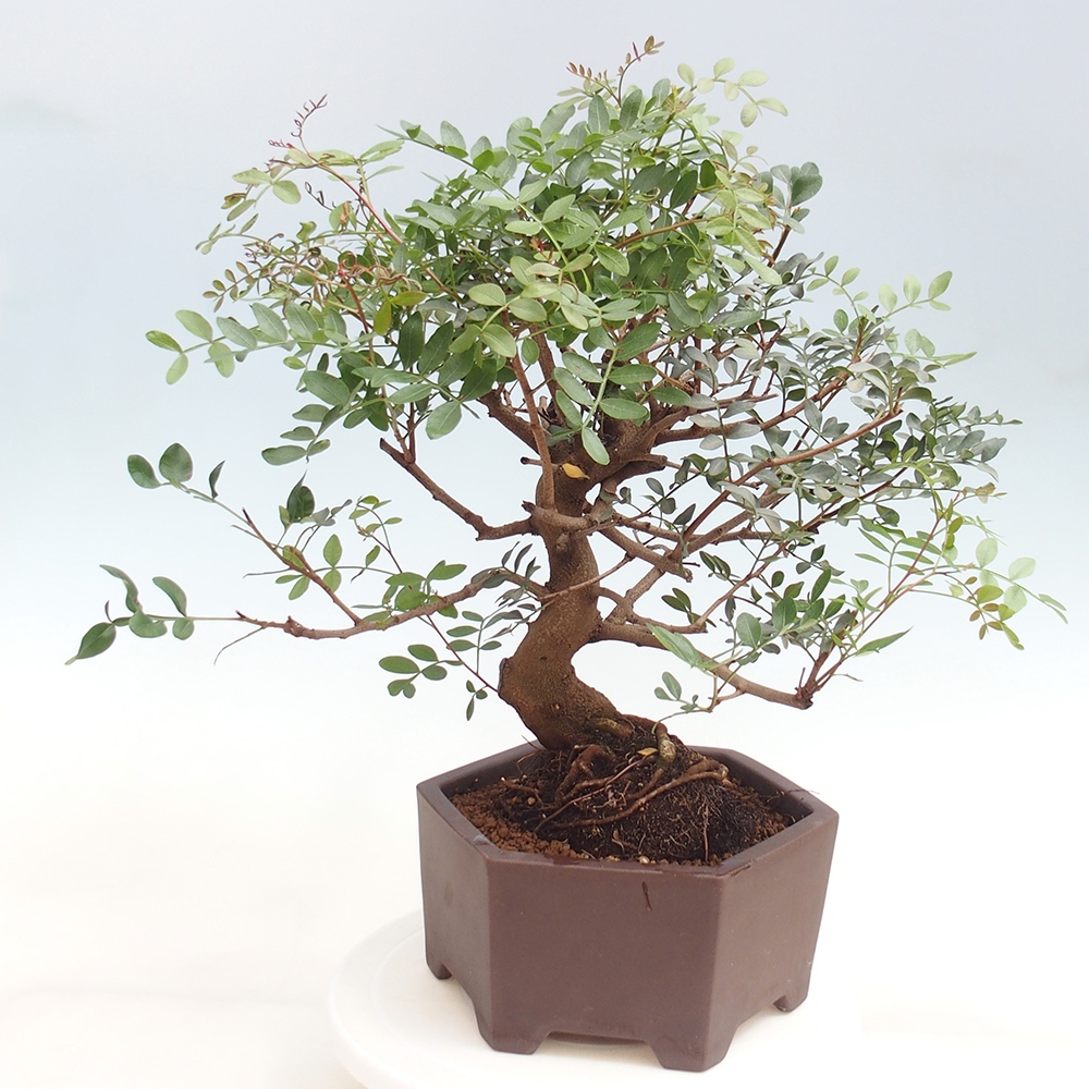 Pokojová bonsai -  Pistácie