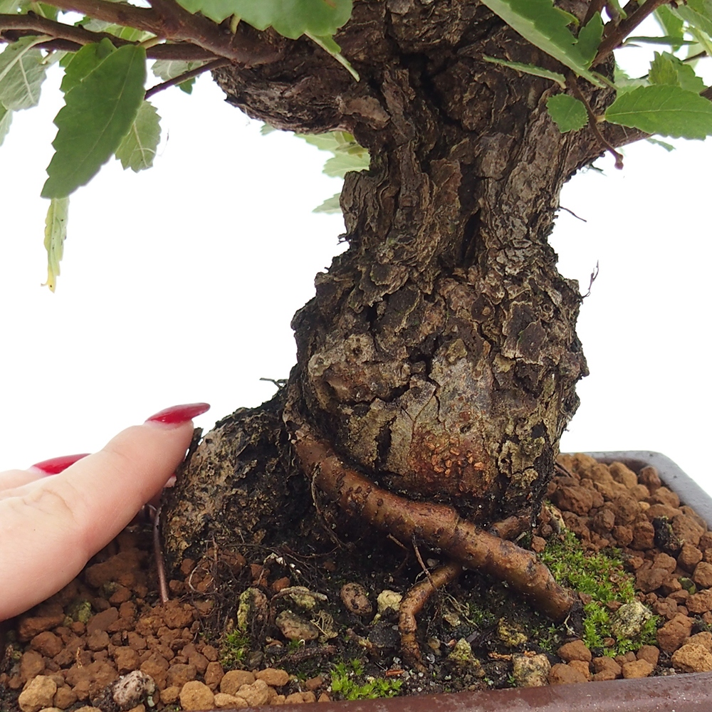 Venkovní bonsai - Zelkova - Zelkova serrata