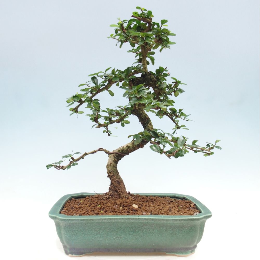 Pokojová bonsai - Carmona macrophylla - Čaj fuki