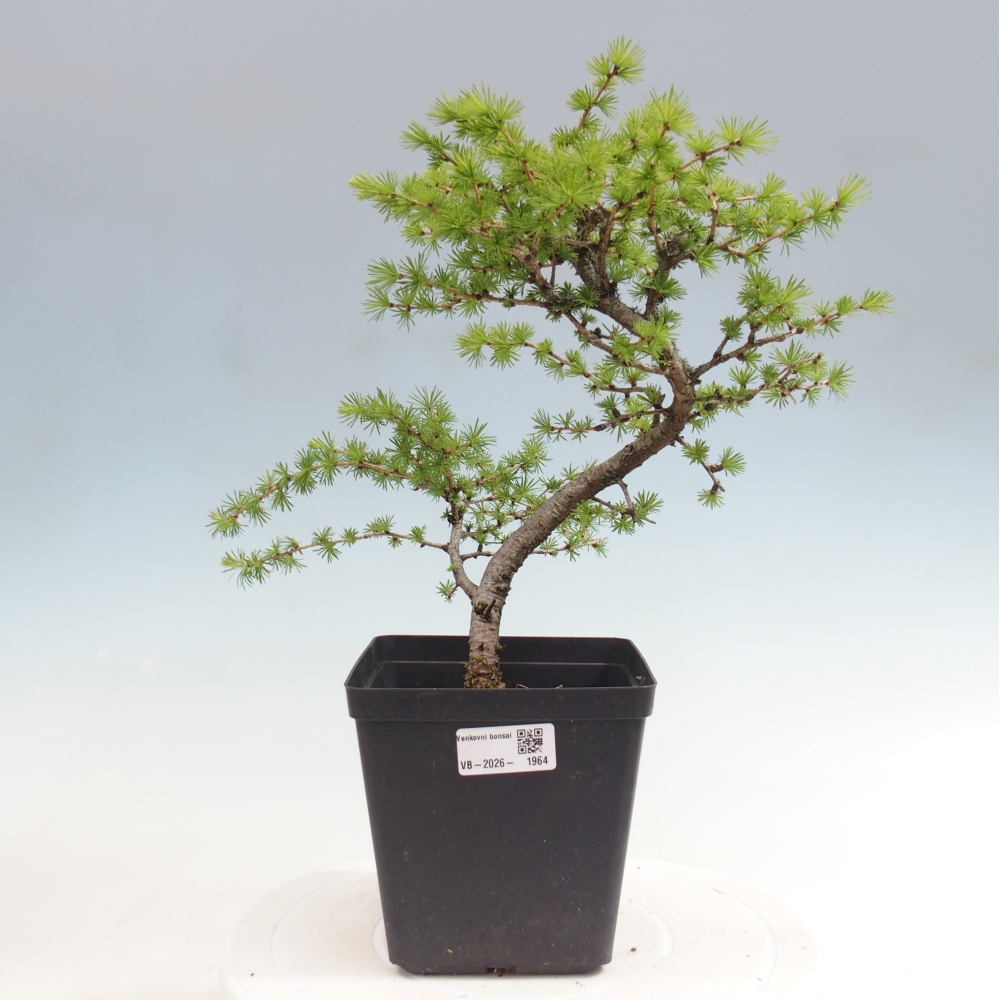 Venkovní bonsai -Larix decidua - Modřín opadavý 