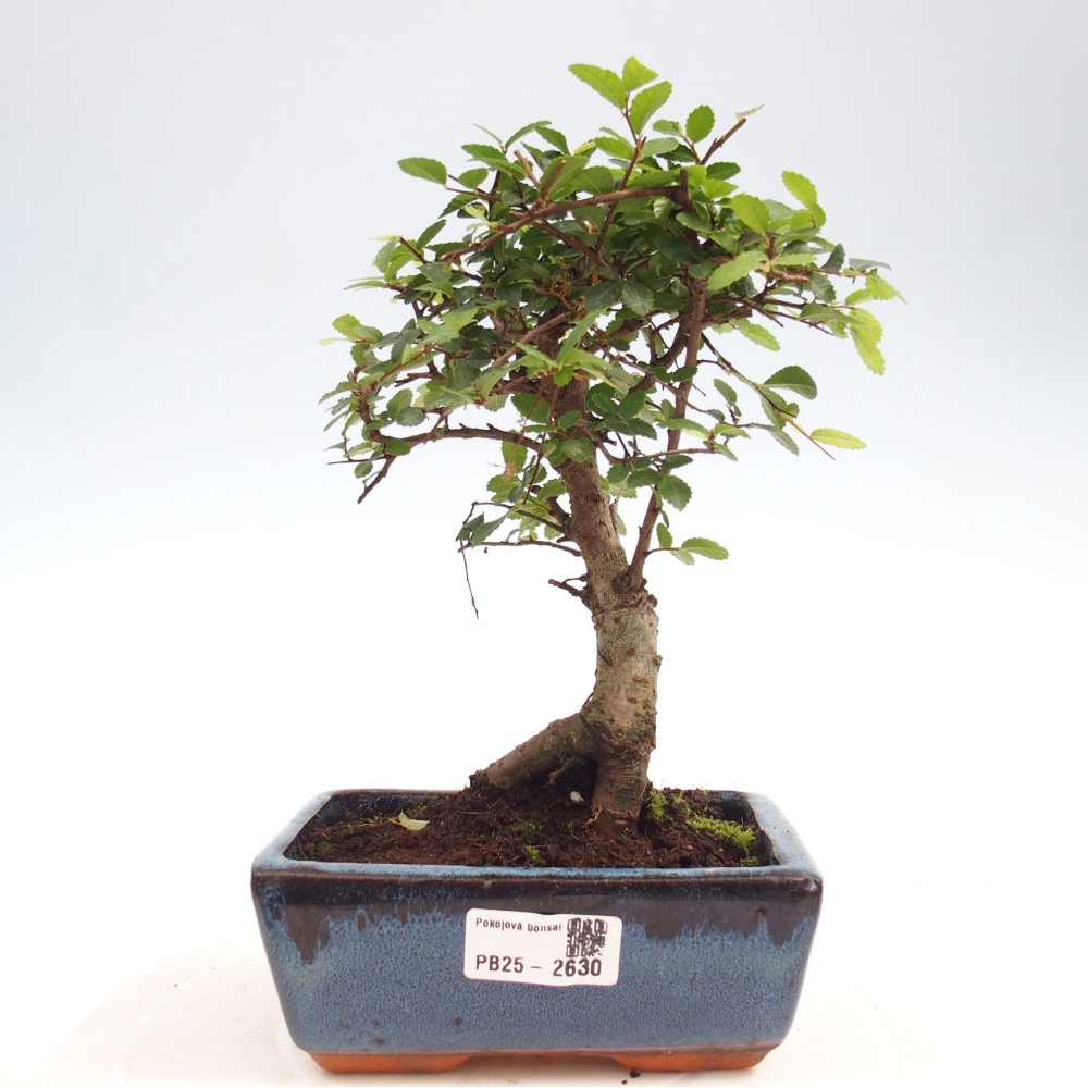 Pokojová bonsai - Ulmus parvifolia - Malolistý jilm