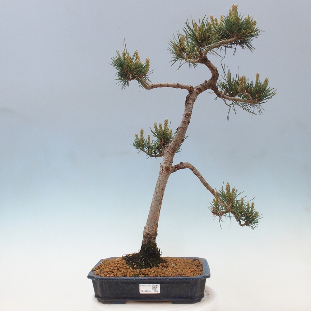 Venkovní bonsai - Pinus Sylvestris Watererri - Borovice lesní