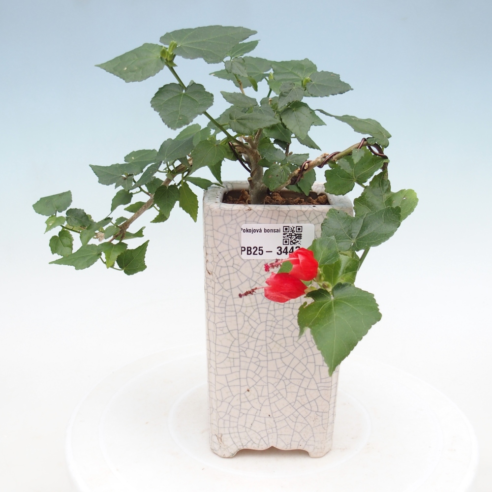 Pokojová bonsai - Malvaviscus arboreus - ibiškovec dřevnatý