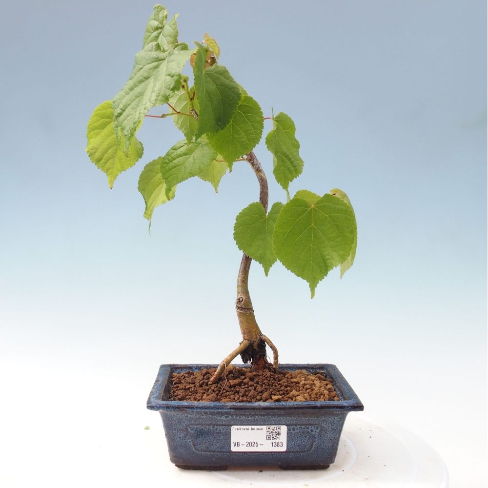 Venkovní bonsai - Lípa srdčitá - Tilia cordata