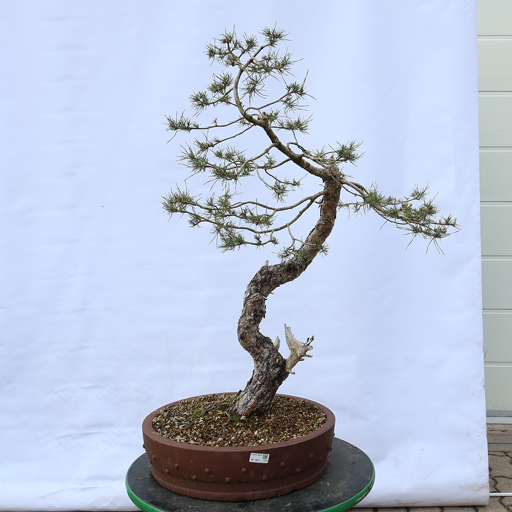 Pinus sylvestris Španělsko - borovice lesní