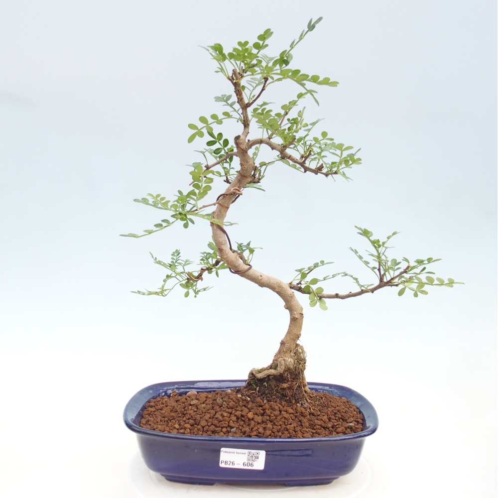 Pokojová bonsai - Zantoxylum piperitum - pepřovník