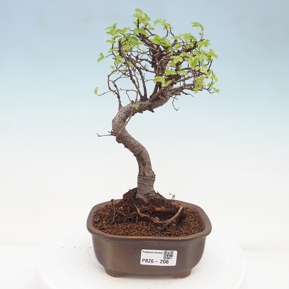 Pokojová bonsai - Ulmus parvifolia - Malolistý jilm