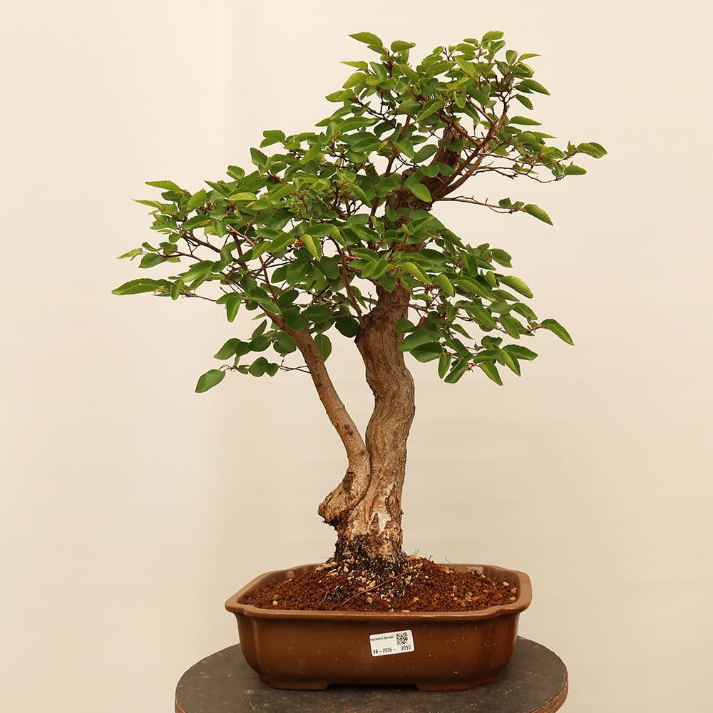 Venkovní bonsai -Carpinus Coreana - Habr korejský