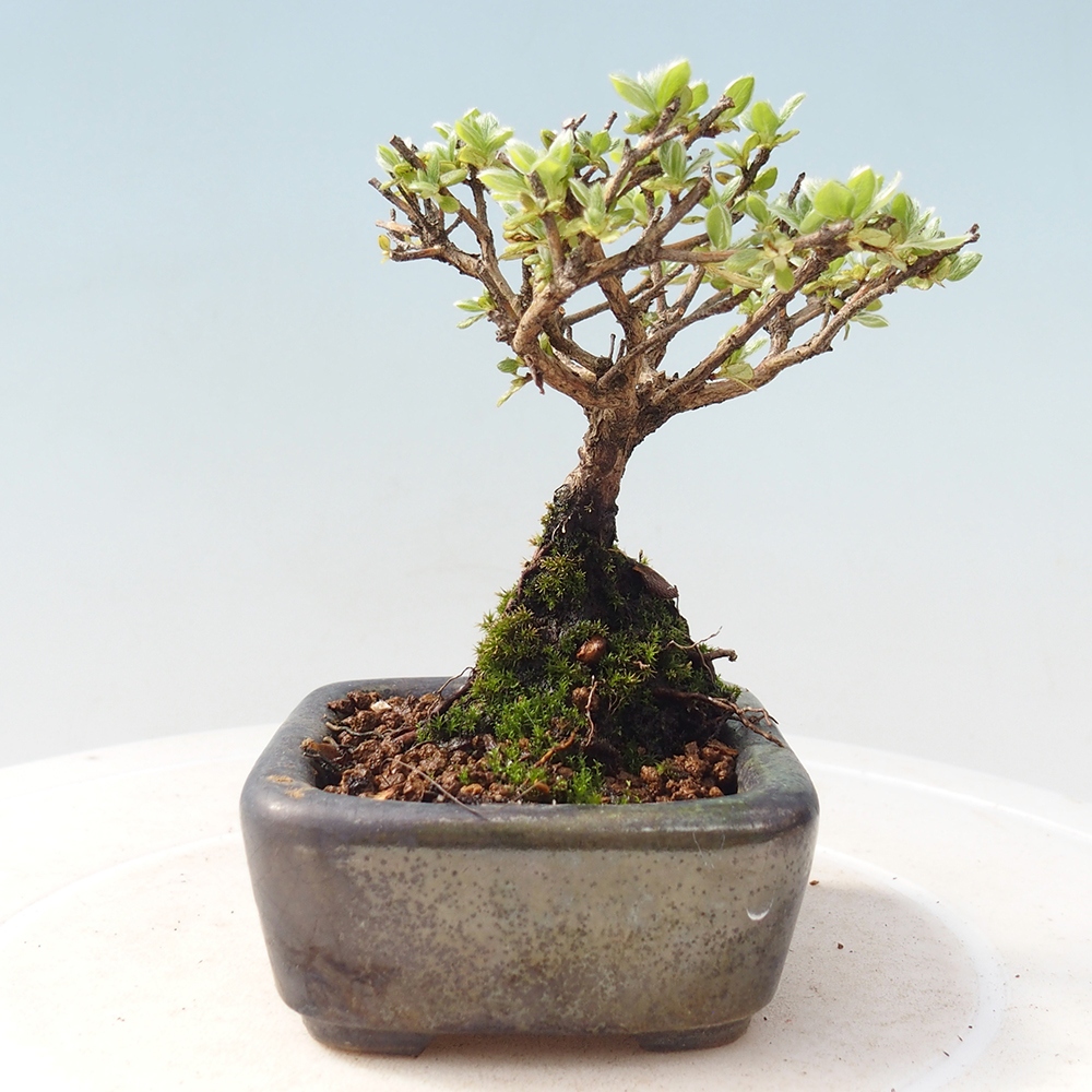 Venkovní bonsai - Rhododendron indicum - Japonská azalka