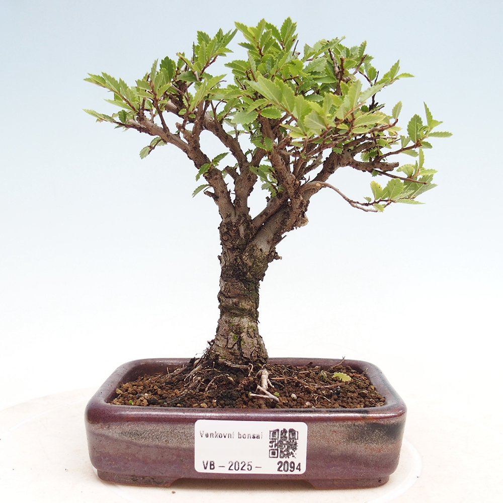 Venkovní bonsai - Zelkova - Zelkova NIRE