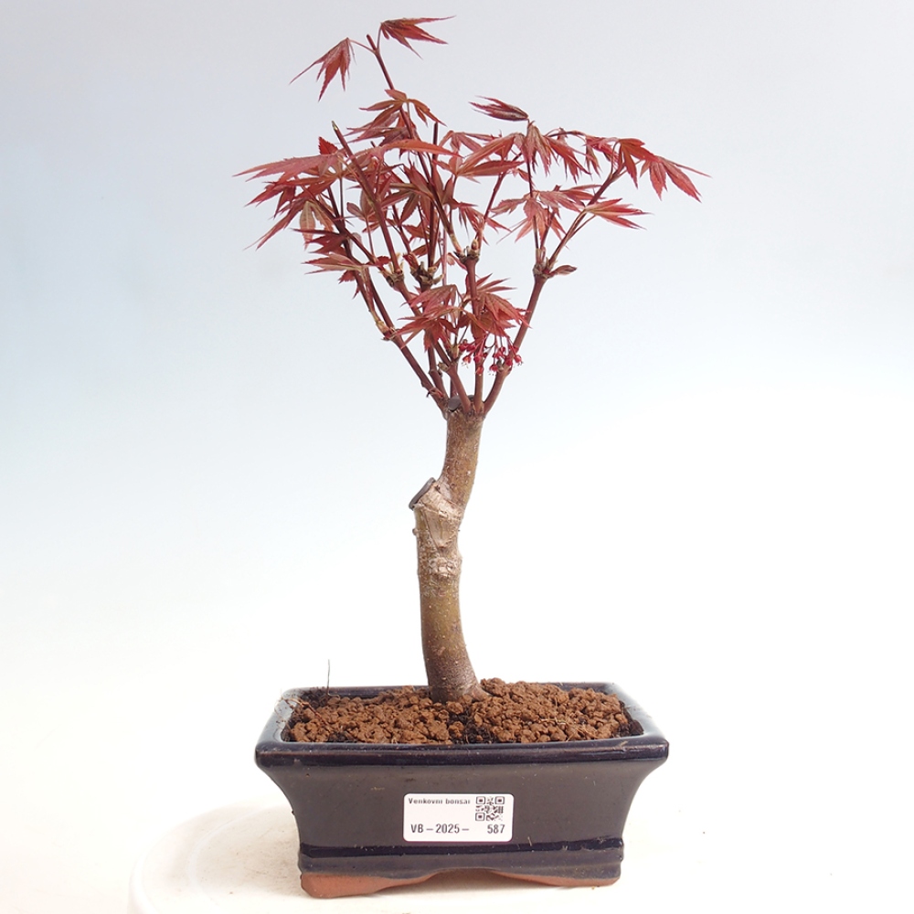 Venkovní bonsai - Acer palm. Atropurpureum-Javor dlanitolistý