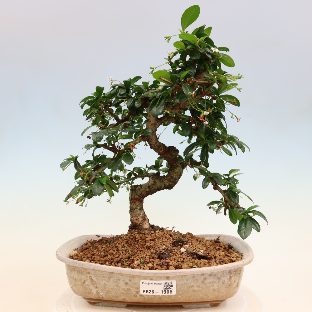 Pokojová bonsai - Carmona macrophylla - Čaj fuki