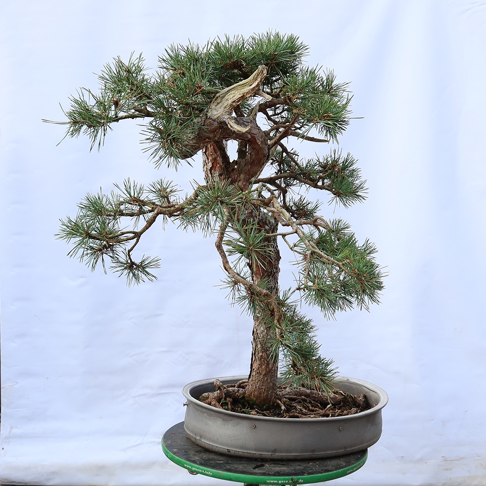 Pinus sylvestris Španělsko - borovice lesní