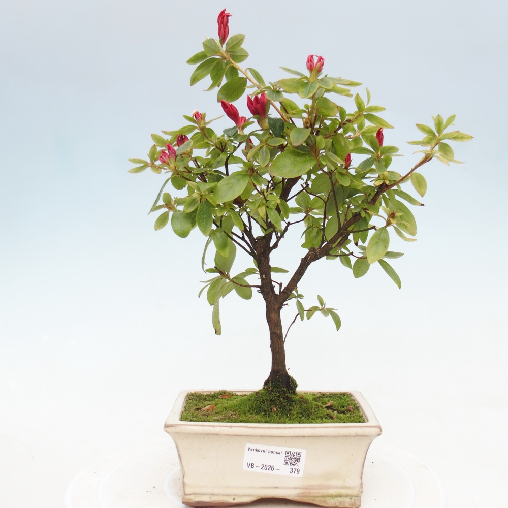 Venkovní bonsai - Japonská azalka - Azalea sp.