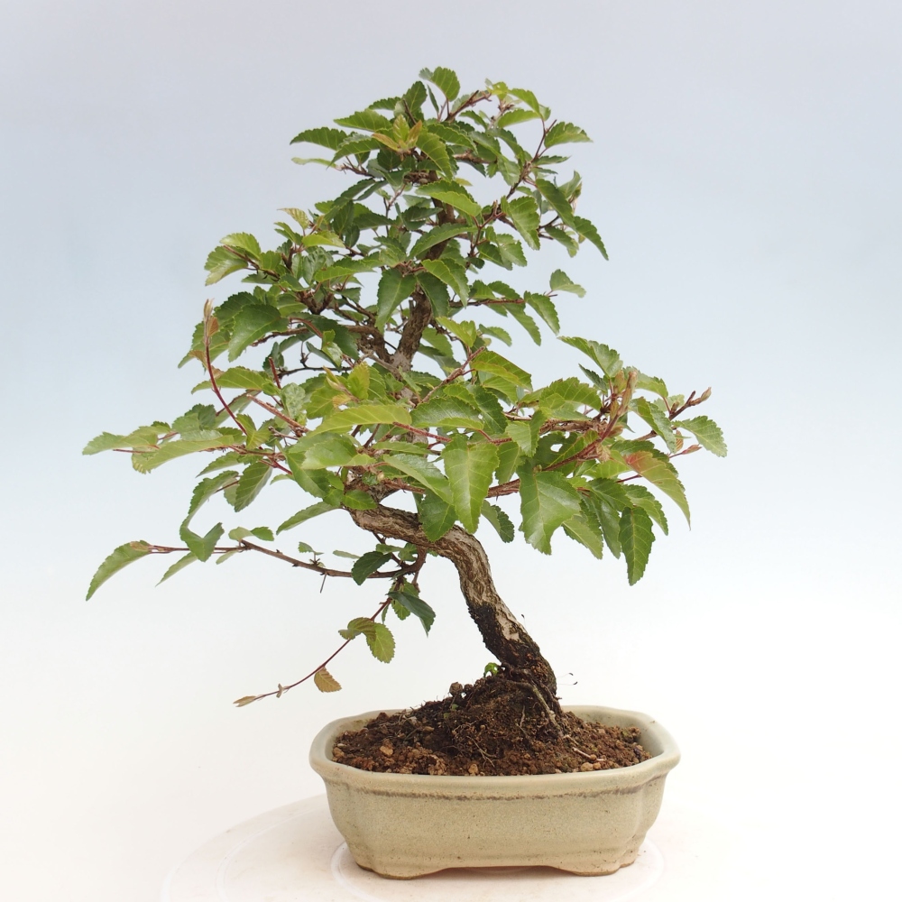 Venkovní bonsai -Carpinus CARPINOIDES - Habr korejský