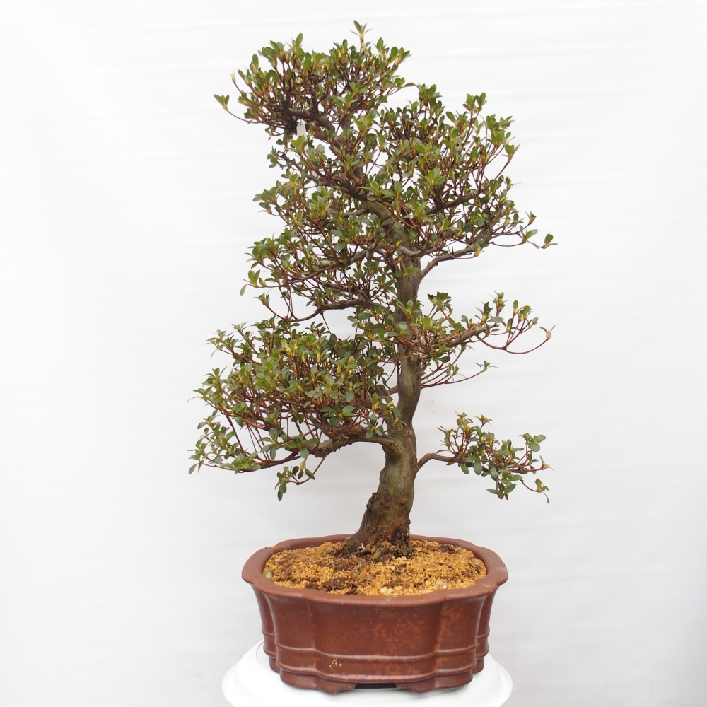Venkovní bonsai - Japonská azalka - Azalea Sansei