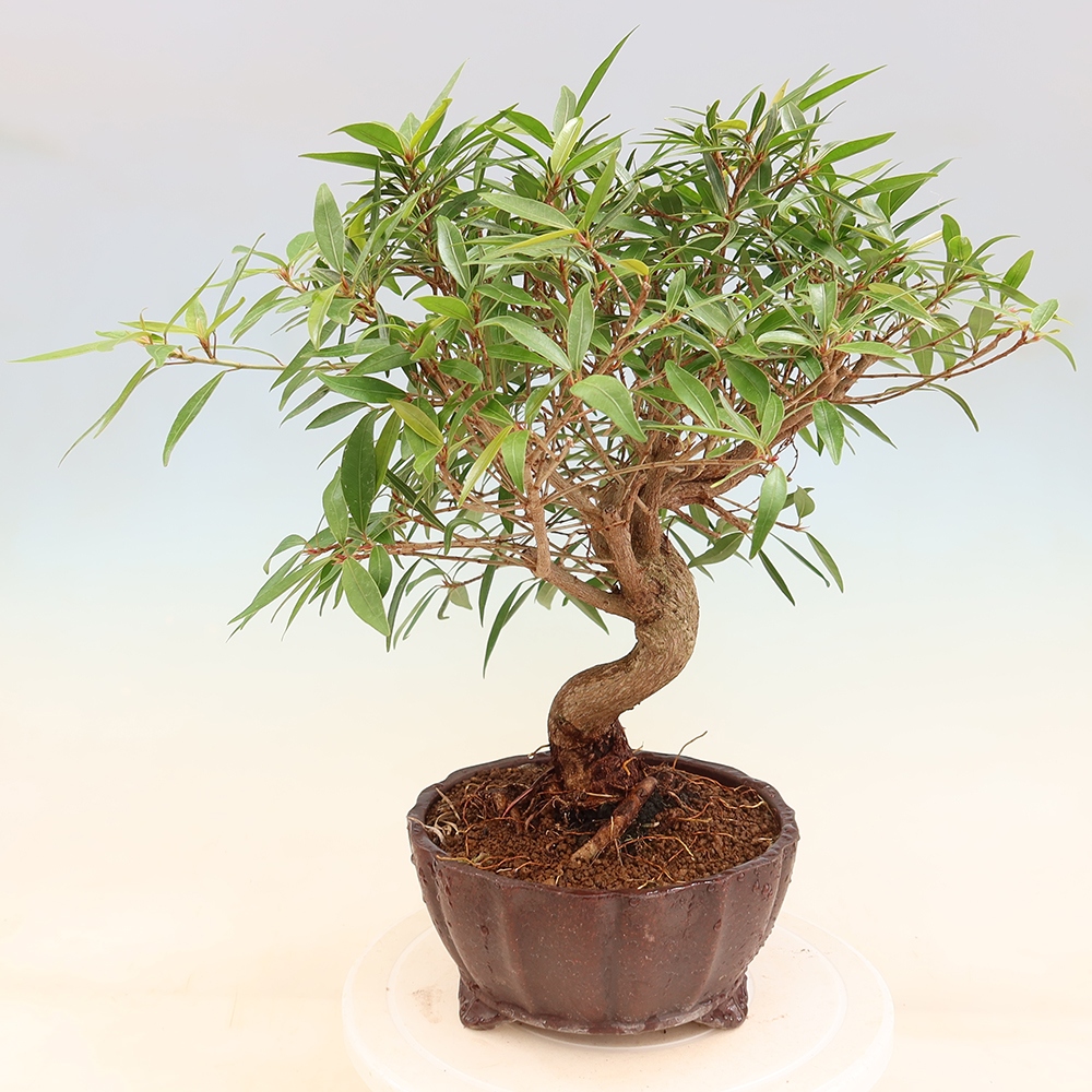 Pokojová bonsai - Ficus nerifolia -  malolistý fíkus