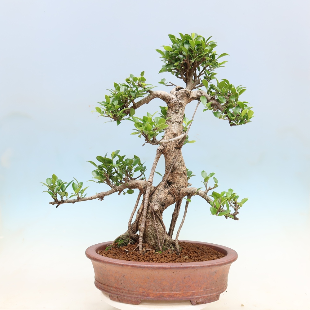 Pokojová bonsai - Ficus kimmen -  malolistý fíkus