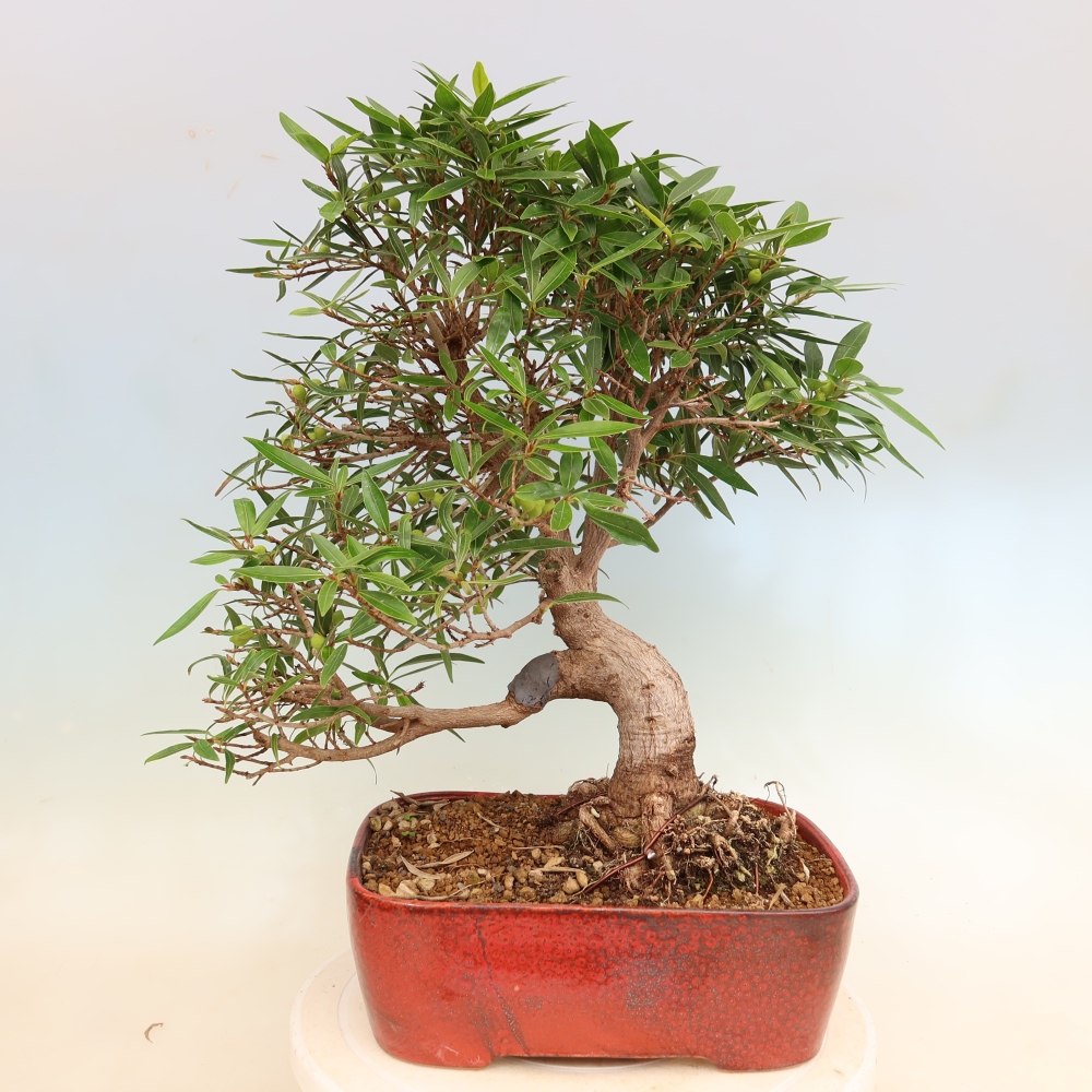 Pokojová bonsai - Ficus nerifolia -  malolistý fíkus