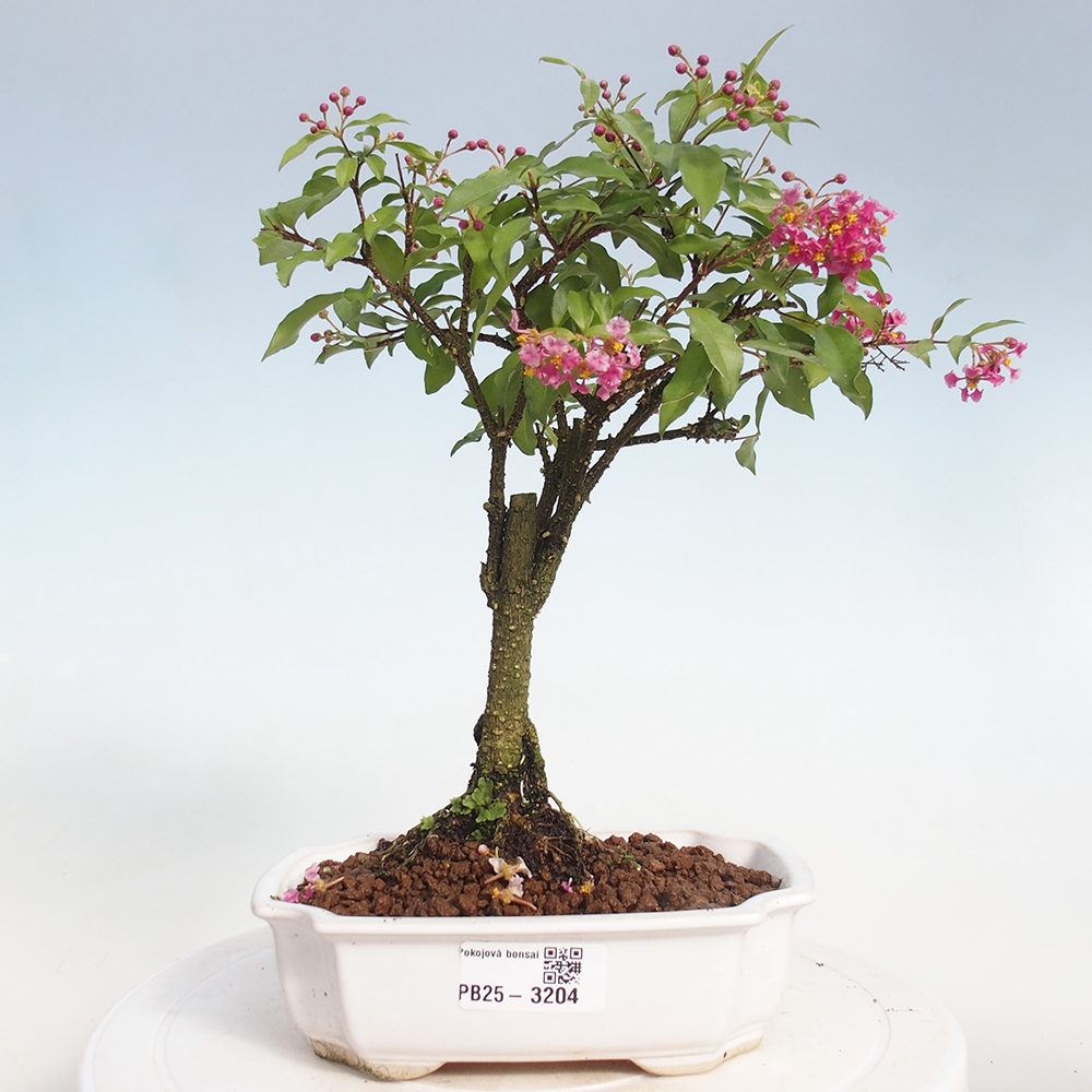 Pokojová bonsai - Malpighia coccigera- Barbdorská třešeň