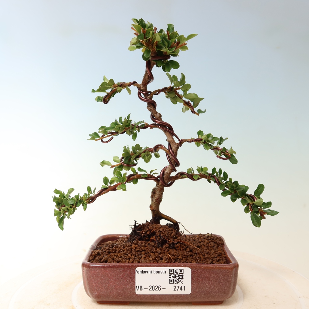 Venkovní bonsai - Cotoneaster horizontalis - Skalník