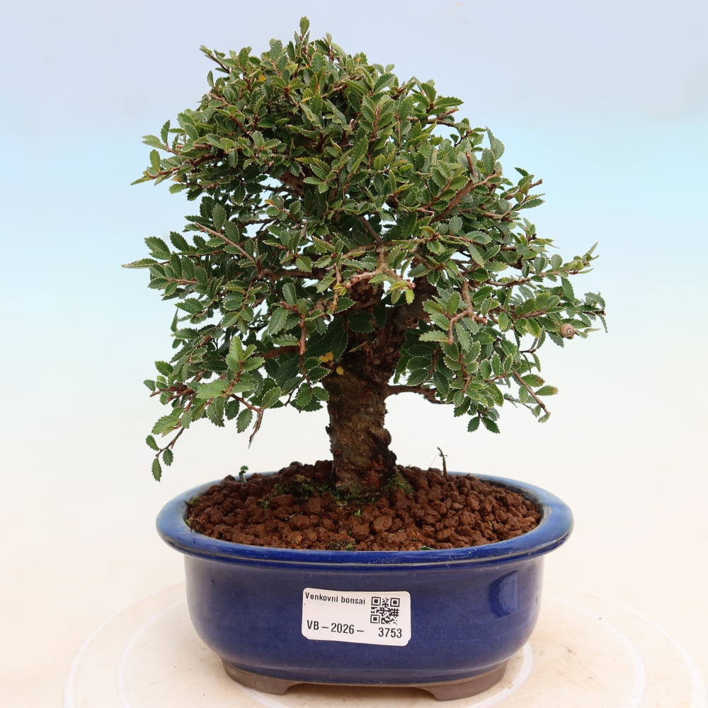 Venkovní bonsai - Zelkova - Zelkova NIRE