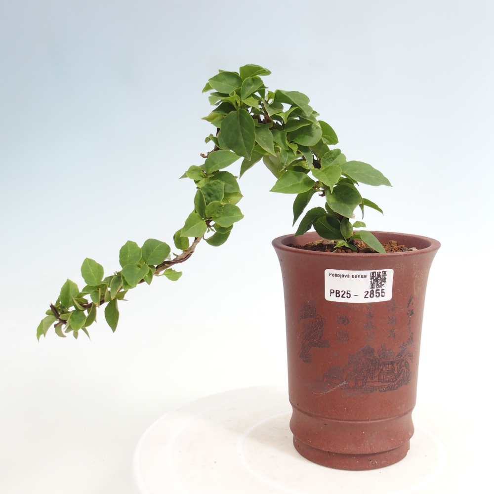 Pokojová bonsai - Bouganwilea