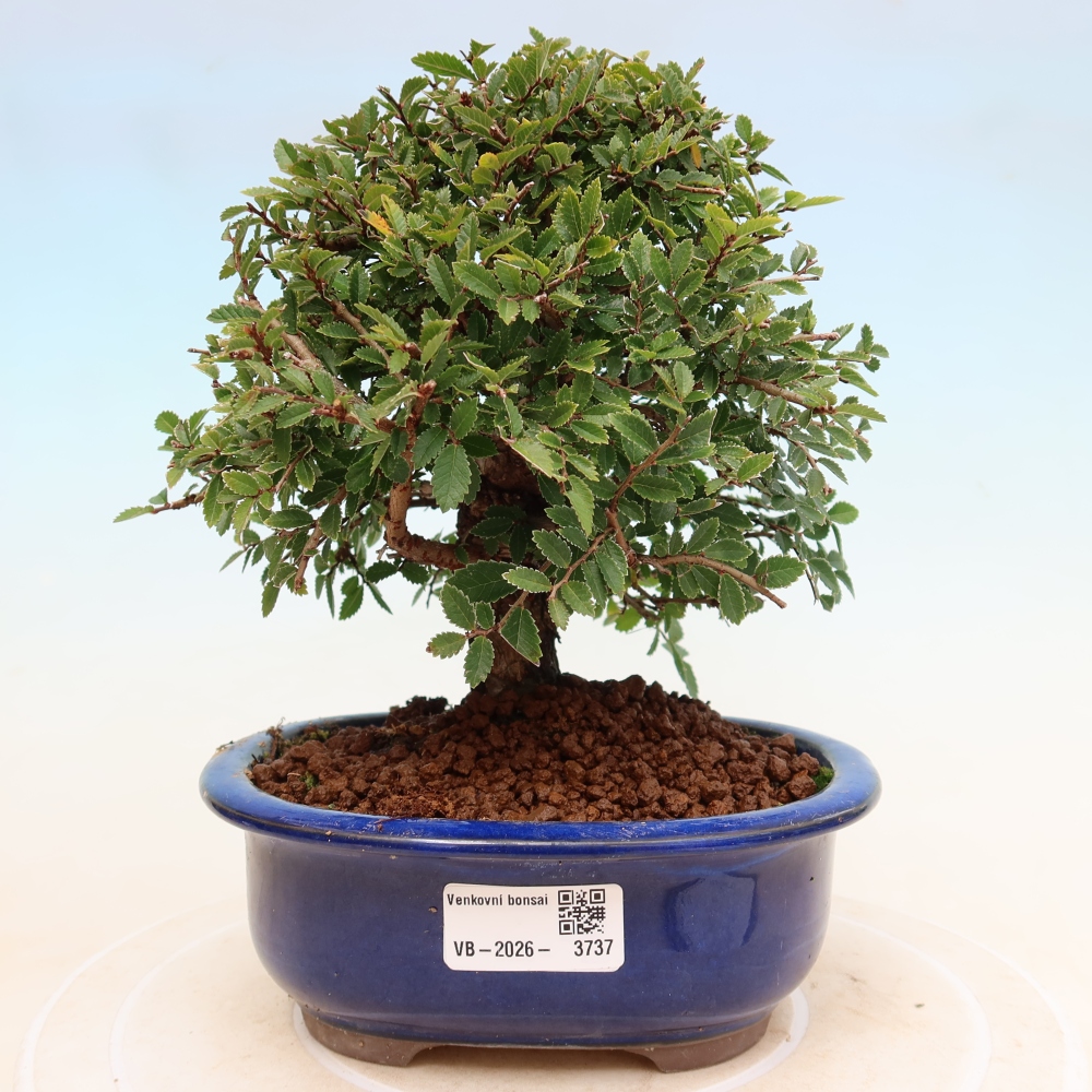 Venkovní bonsai - Zelkova - Zelkova NIRE