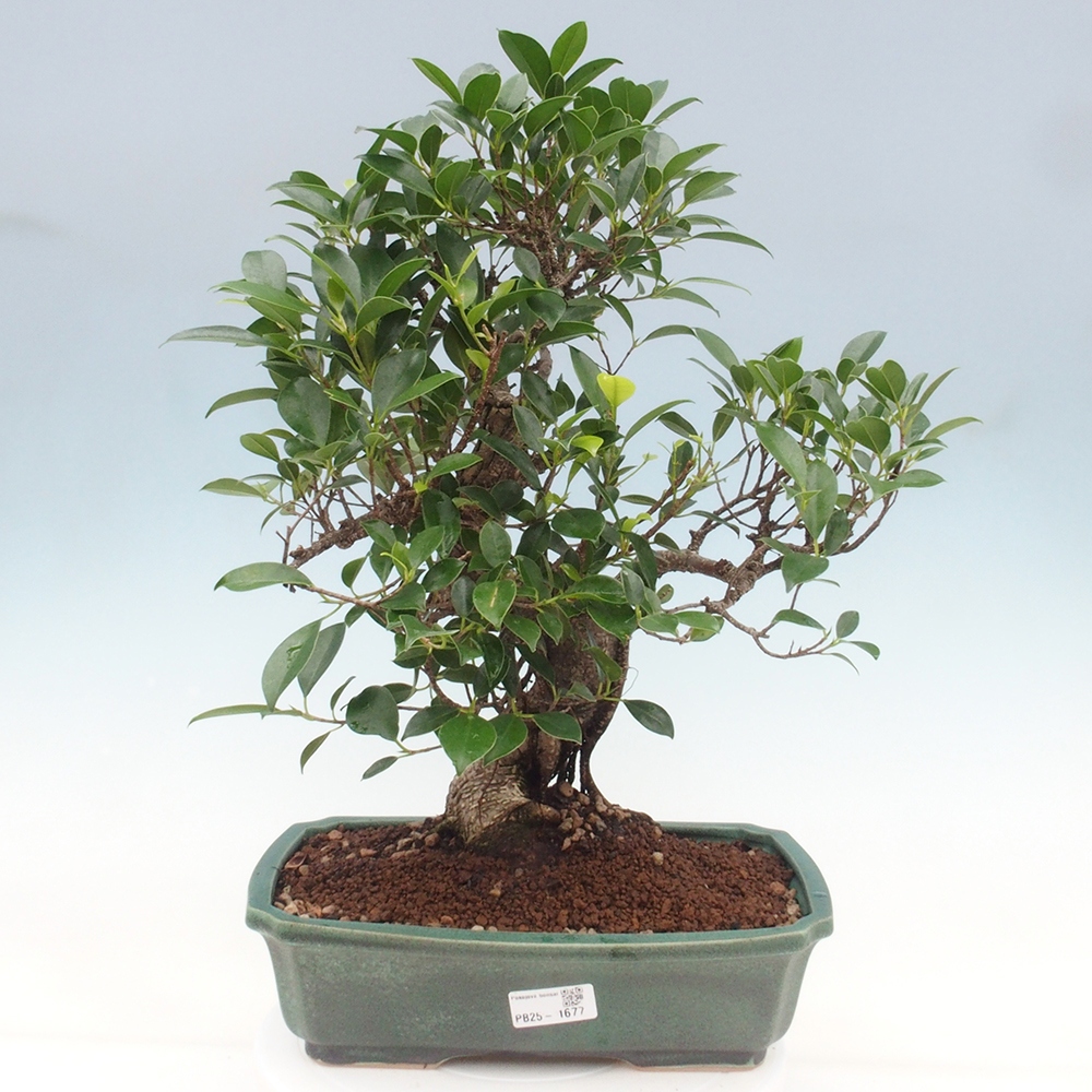 Pokojová bonsai - Ficus kimmen -  malolistý fíkus