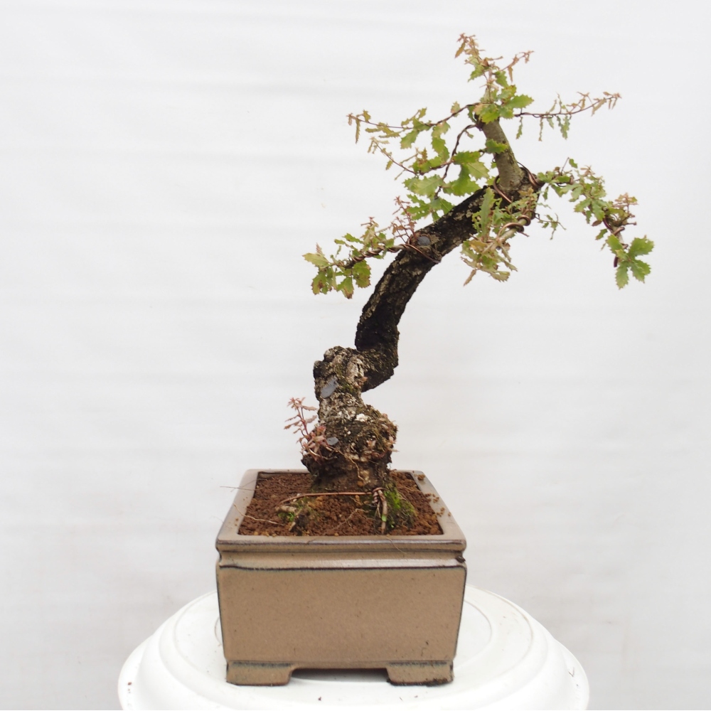 Yamadori - Quercus Ilex -Dub cesmínovitý