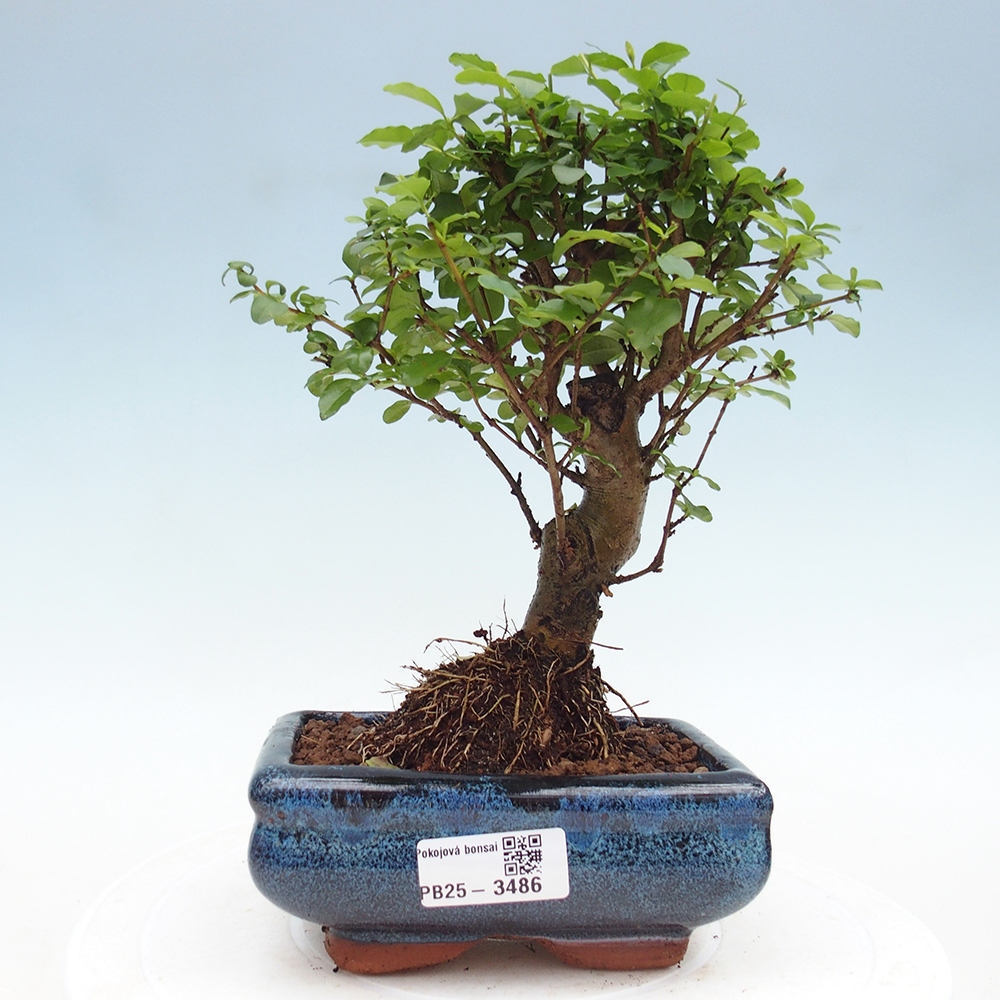 Pokojová bonsai -Ligustrum chinensis - Ptačí zob