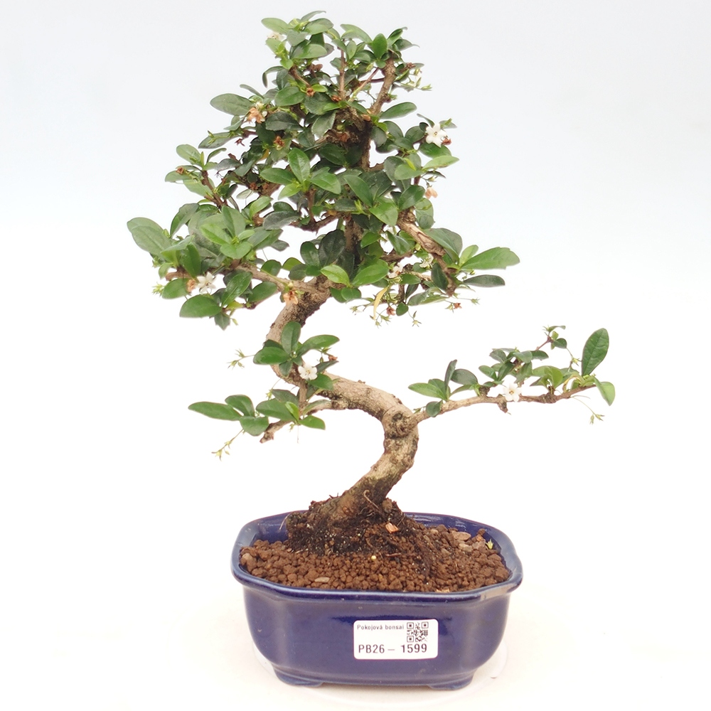 Pokojová bonsai - Carmona macrophylla - Čaj fuki
