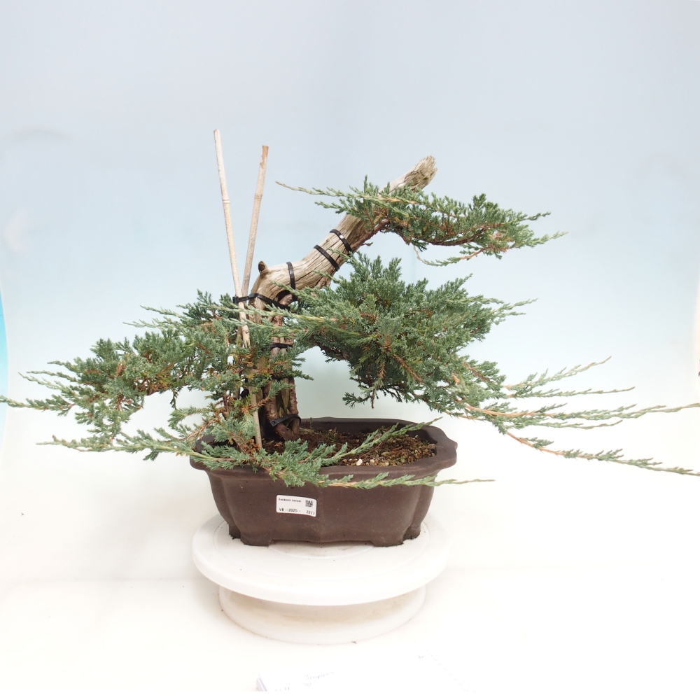 Venkovní bonsai - Juniperus  - Jalovec polehavý