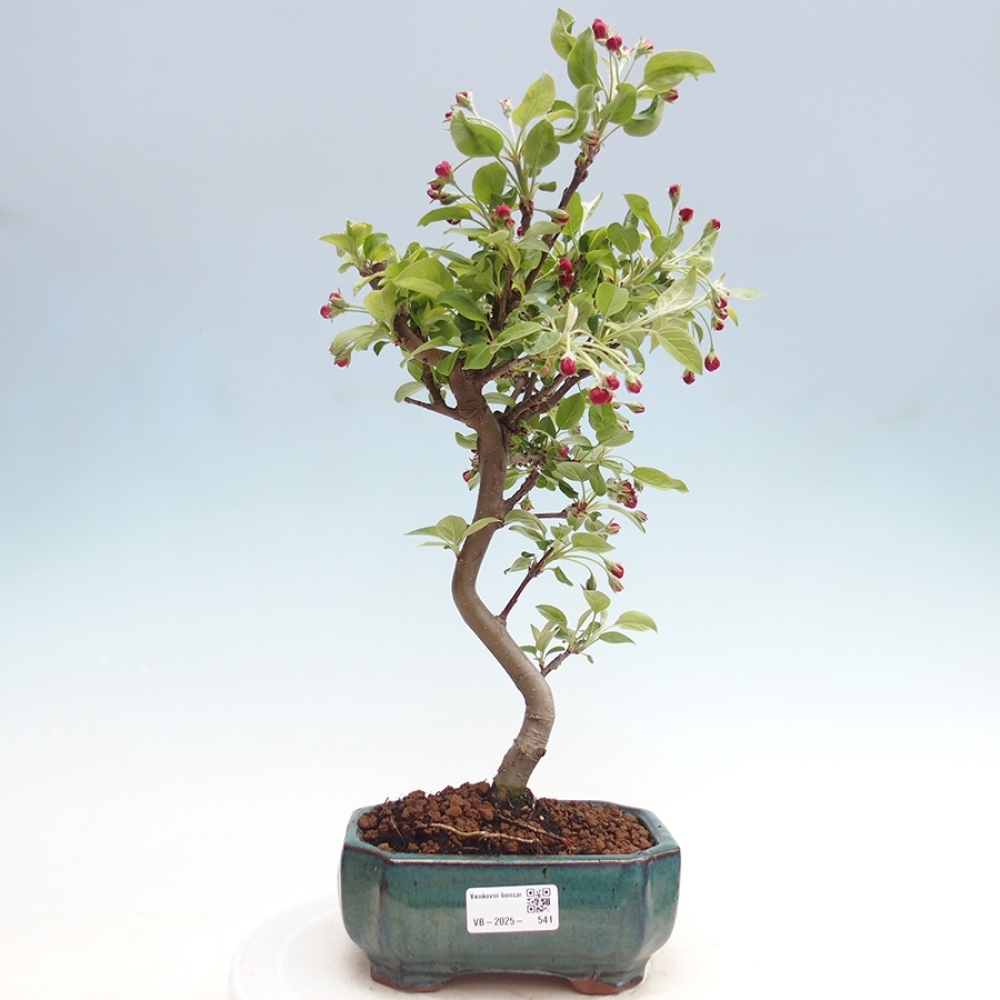 Venkovní bonsai -Malus halliana - Maloplodá jabloň