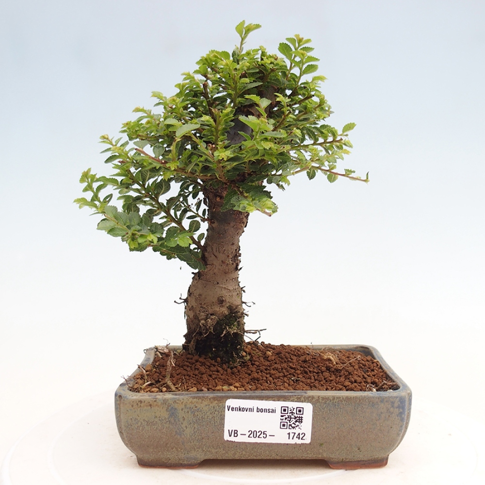 Venkovní bonsai - Ulmus parvifolia Hokkaido - jilm Činski