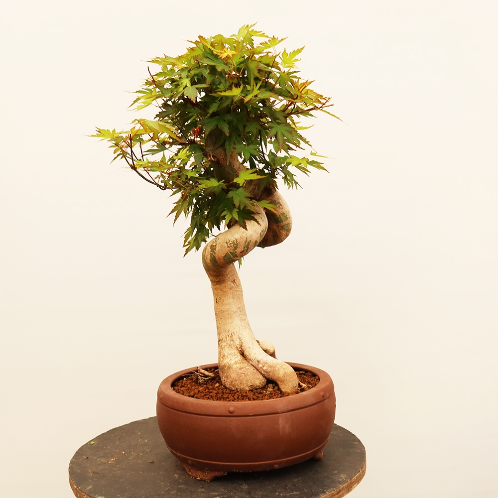 Venkovní bonsai - Javor palmatum  - Javor dlanitolistý