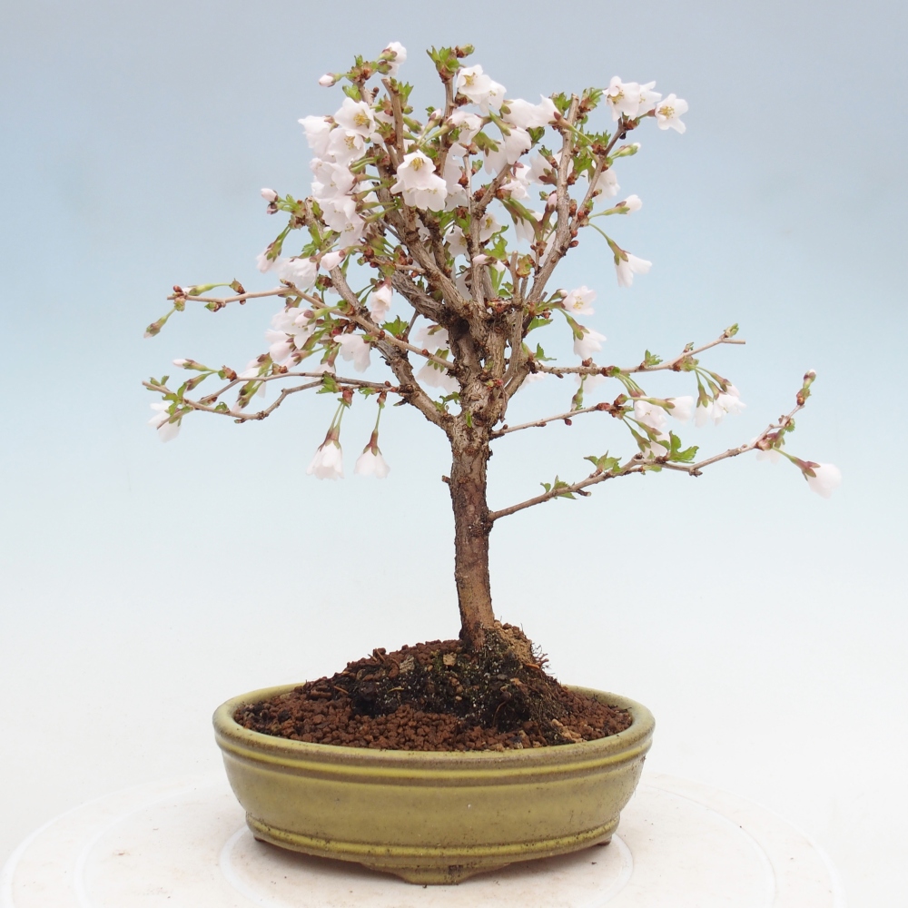 Venkovní bonsai - Prunus incisa Kojou-no mai-Slivoň vyříznutá